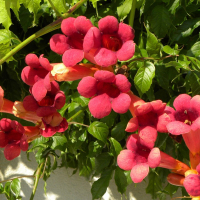 Кампсис микс купить