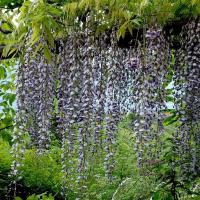 Гліцинія рясно квітуча мікс купить