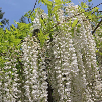 Гліцинія китайська мікс купить