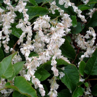 Фаллопия Ауберт купить