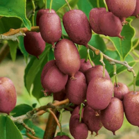 Актінідія аргута Кенс Ред купить