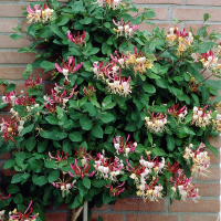 Жимолость микс купить