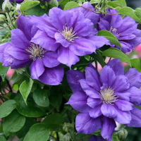 Клематис Франчети купить