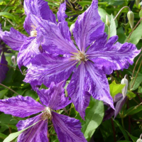 Клематис мікс купить