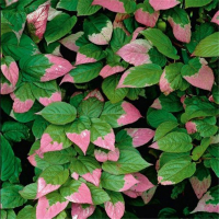 Актинідія коломікту Адам купить