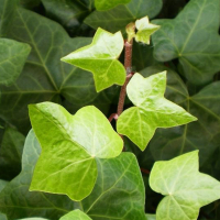 Плющ купить