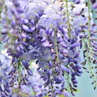 Гліцинія короткокістиста Yokohama Fuji на штамбі купить