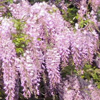 Глициния обильноцветущая микс купить