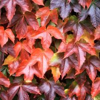 Виноград Вичи купить