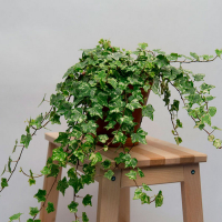 Плющ звичайний купить