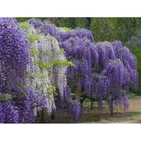 Глициния купить