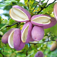 Акебия Пятерная купить