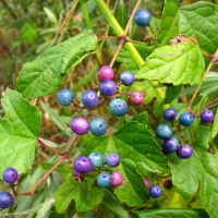 Ампелопсис Elegans (виноградівник) купить
