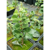 Плющ Erecta (вертикальний) купить