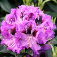 Рододендрон гибридный Блю Юнгс купить