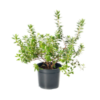 Рододендрон плотный Рамапо купить