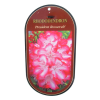 Рододендрон гибридный Президент Рузвельт купить