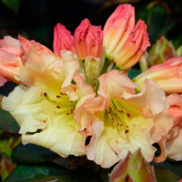 Рододендрон гибридный Шафрано купить