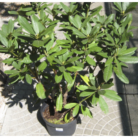 Рододендрон гібридний Ред Джек купить