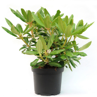 Рододендрон гибридный Бенгалия купить