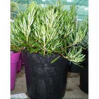 Андромеда (Andromeda) купить