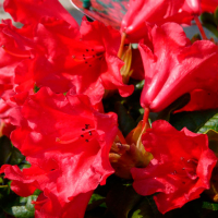 Рододендрон плоский Скарлет Вондер купить