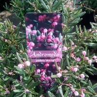 Андромеда полифолия Блю Айс купить