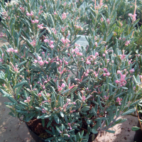 Андромеда поліфолія Блю Лагун купить