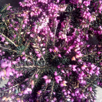 Эрика дарлейенская купить