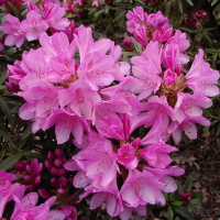 Рододендрон понтийский Грацейла купить