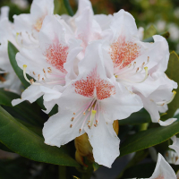 Рододендрон гібридний (Cunningham's White) купить