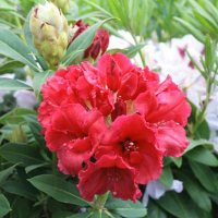 Рододендрон гібридний Ред Джек купить