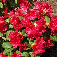 Рододендрон плоский Baden-Baden купить