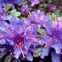 Рододендрон щільний Азурика купить