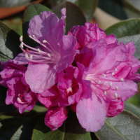 Рододендрон каролінський Пи Джи Мецитт купить