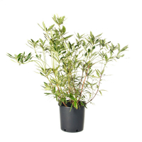 Рододендрон понтійський Варієгатум купить