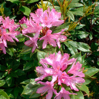 Рододендрон понтійський купить