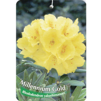 Рододендрон Milenium Gold купить