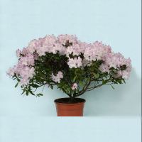 Рододендрон карликовий Шнип купить