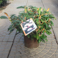 Рододендрон якушиманский Уайлдформ купить