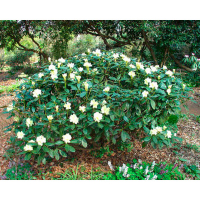 Рододендрон Різдво купить