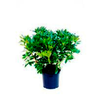 Рододендрон гибридный Сцифокаликс купить