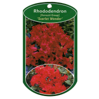 Рододендрон Scarlet Wond купить