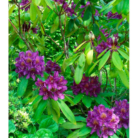 Рододендрон гібридний Марсель Менард купить