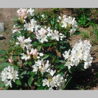 Рододендрон Каннінгема Білий купить