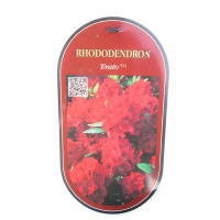 Рододендрон гибридный Ерато купить