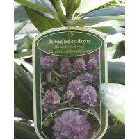 Рододендрон катевбинский Грандифлорум купить