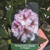 Рододендрон гібридний купить