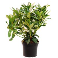 Рододендрон Эухаритис купить