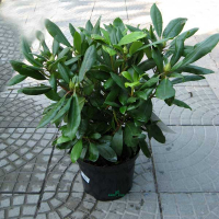 Рододендрон гибридный Марсель Менард купить